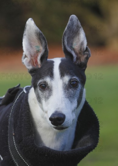 Greyhound (Canis lupus familaris), male dog 10 years, portrait, in the countryside, North Rhine-Westphalia, Germany