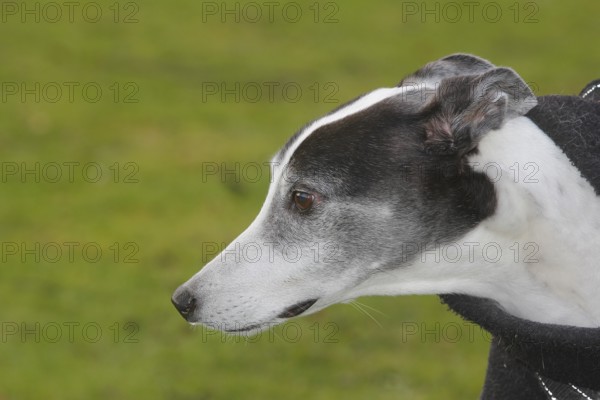Greyhound (Canis lupus familaris), 10 years, male dog, portrait sideways, in the countryside, North Rhine-Westphalia, Germany