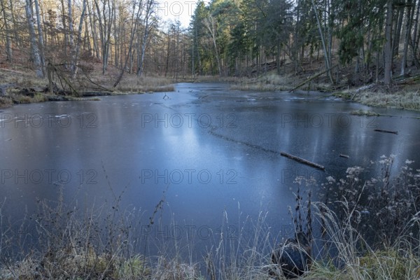 Frozen old carp pond, tree trunk, beaver tracks near Spechthausen, Brandenburg, Germany