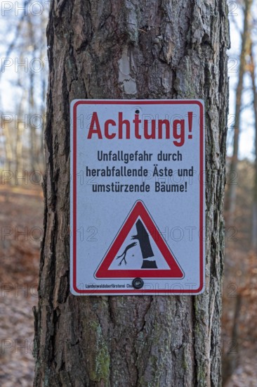 Warning sign warns of risk of accidents due to falling branches and falling trees, forest area near Spechthausen, Brandenburg, Germany