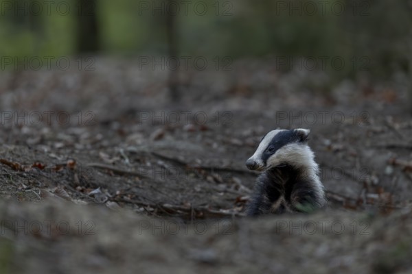 Before the badger (Meles meles) leaves its den completely, it secures in all directions, nocturnal, Germany