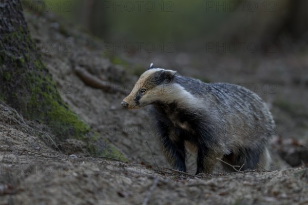 The badger moth (Meles meles) is busy almost every evening optimising or repairing the construction entrances, digging, digging, shovelling, nocturnal, Germany