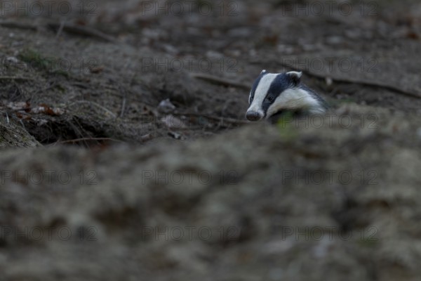 After leaving the den, badgers (Meles meles) usually devote themselves extensively to grooming, nocturnal, Germany
