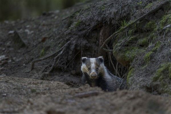 Carefully and slowly a badger (Meles meles) slips out of its den, nocturnal, Germany