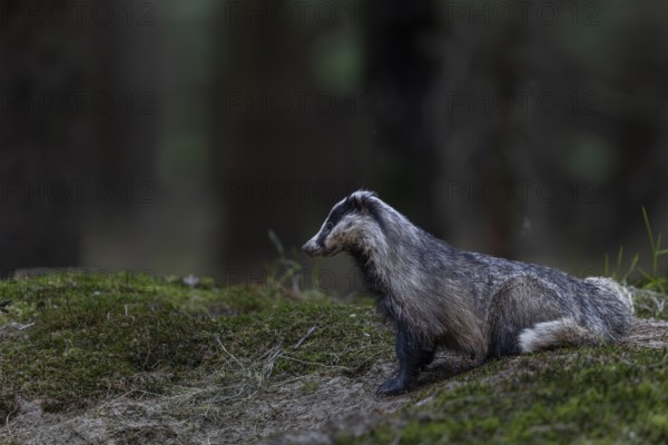 The badger (Meles meles) has left the den and is tensely securing itself near the cave entrance, nocturnal, Germany