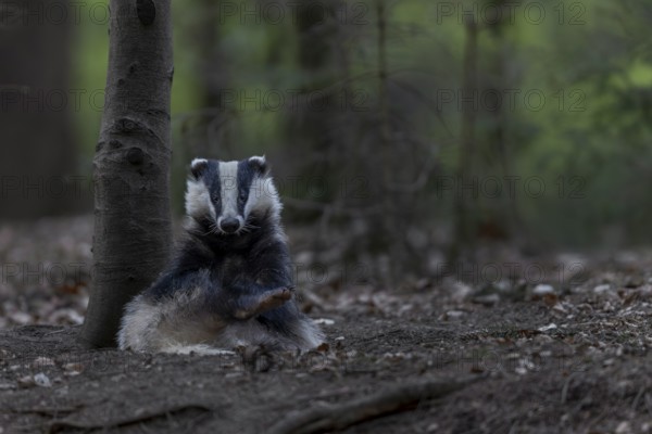 As a rule, badgers (Meles meles) begin intensive grooming, body care, scratching, itching, nocturnal, Germany, shortly after leaving the den