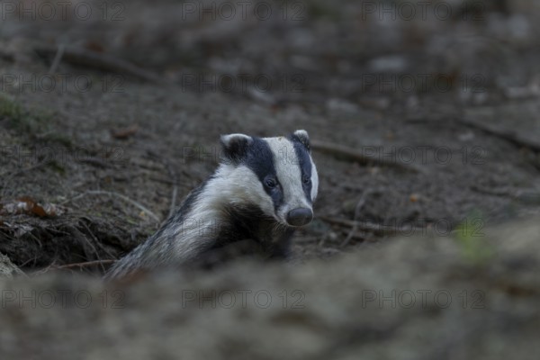 In the early evening the badger (Meles meles) leaves the den, nocturnal, Germany
