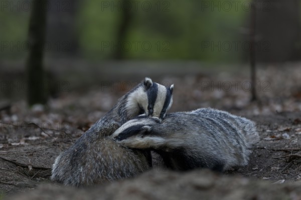 A pair of badgers (Meles meles) grooming each other at the roof castle, grooming, fun, joie de vivre, togetherness, nocturnal, Germany