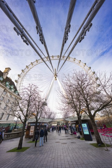 View through trees to Ferris wheel with blue sky in background, London Eye, London, United Kingdom