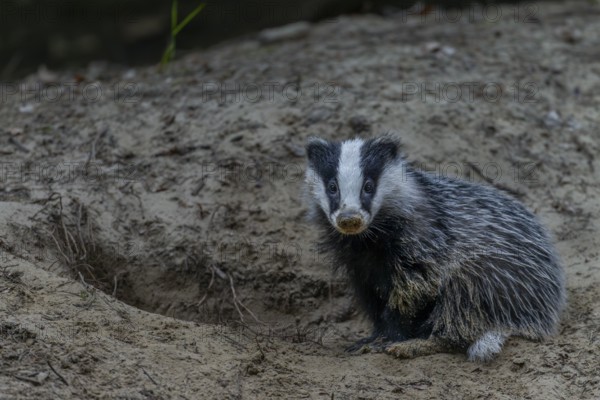 Just 3 months old, the badger (Meles meles) is practising digging in the fine sand, animal children, cute, cute, cute, nocturnal, Germany