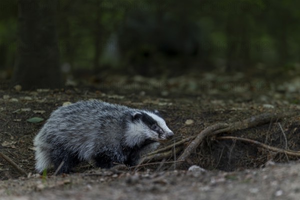 A badger (Meles meles) born last year explores the surroundings of the Dachsburg, animal children, cute, cute, cute, nocturnal, Germany