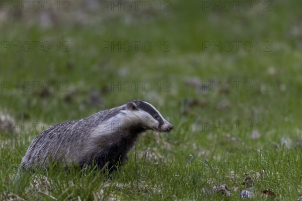 The badger (Meles meles) has just left its den under a dilapidated house and goes in search of food, nocturnal animal, Sweden