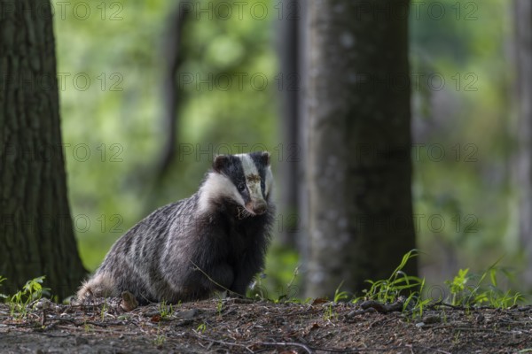 The badger moth (Meles meles) spends a few minutes in front of the burrow in front of setting off in search of food, nocturnal, Germany