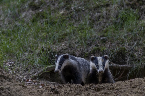 Badger siblings (Meles meles) at the age of about 6 months in front of the burrow, animal children, nocturnal, Germany