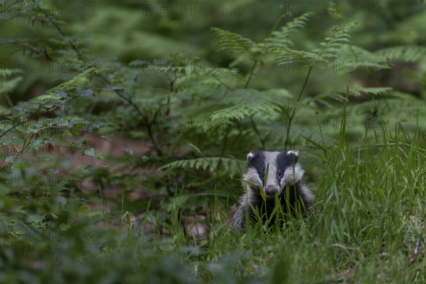 With the last light of day, an old badger (Meles meles) leaves the den and goes directly to look for food via a badger path, nocturnal, Germany