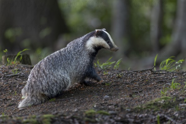 A badger moth (Meles meles) has just left the burrow, nocturnal, Germany