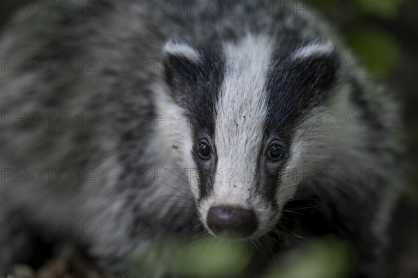 Portrait of a 4 month old badger (Meles meles), animal children, cute, cute, cute, nocturnal, Germany