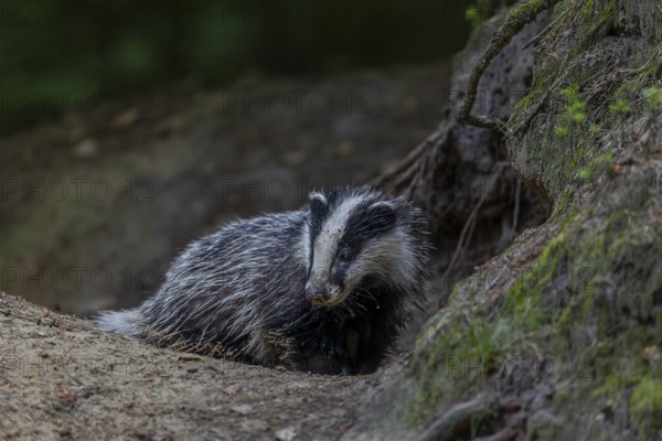 The fine sand sticks to the wet fur of the young badger (Meles meles), baby animals, sweet, cute, cute, nocturnal, Germany