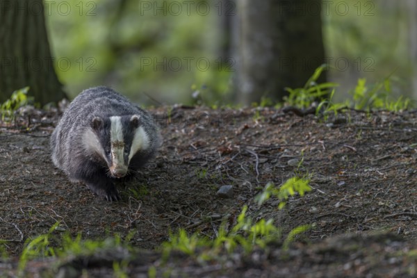 The badger moth (Meles meles) seems to enjoy the peace and quiet, nocturnal, Germany