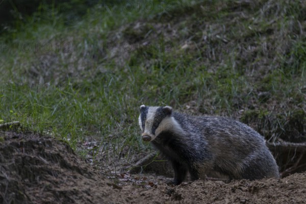 A badger (Meles meles) leaves its den in the evening, nocturnal animals, Germany