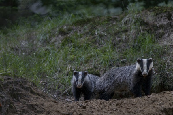Two young badgers (Meles meles) of different ages in front of a cave entrance, the left animal is about 4 months old, animal children, nocturnal, Germany