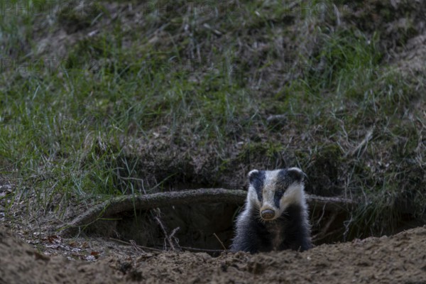 The young badger (Meles meles) looks cautiously out of its den, nocturnal animals, Germany