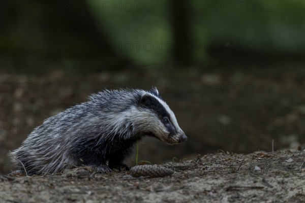 A young badger (Meles meles) explores the surroundings of the Dachsburg, baby animals, cute, cute, cute, nocturnal, Germany