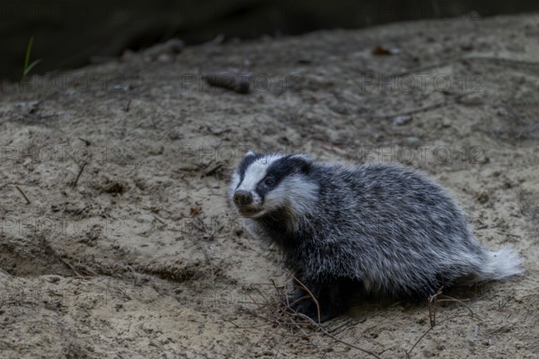 An approximately 3-month-old young badger (Meles meles) explores the surroundings of the Dachsburg, animal children, sweet, cute, cute, nocturnal, Germany