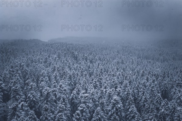 Wide, snowy forest landscape under a dark sky, Hörschweiler, Freudenstadt district, Germany