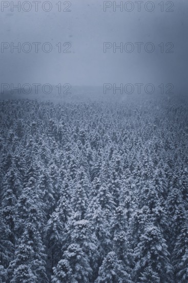 Dense, snowy forest under a grey, cloudy sky, Hörschweiler, Freudenstadt district, Germany