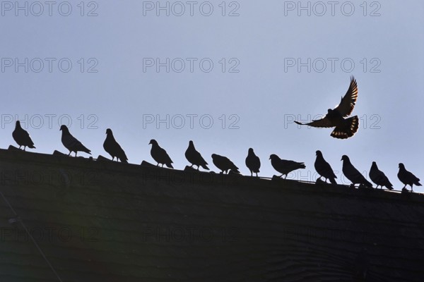Pigeons in the city in winter, Germany