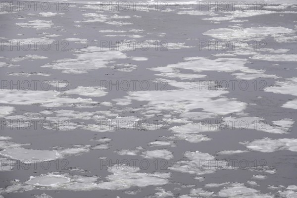 Elbe in winter with ice floes, Dresden, Saxony, Germany