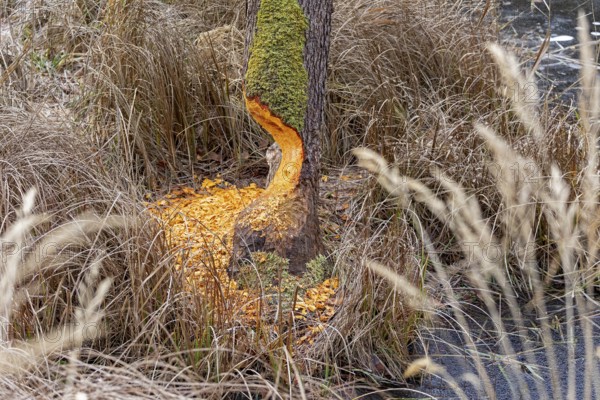 Tree bit by beaver near Spechthausen, Brandenburg, Germany