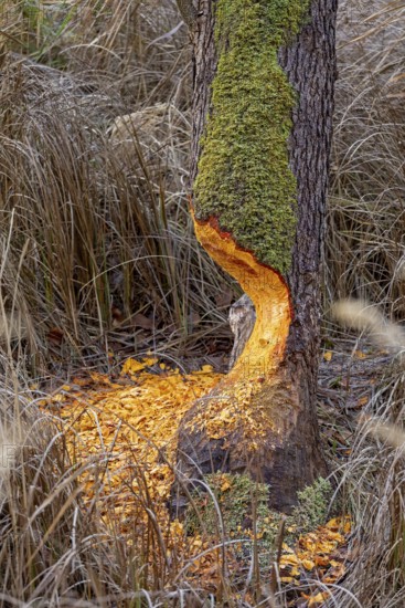 Tree bit by beaver near Spechthausen, Brandenburg, Germany