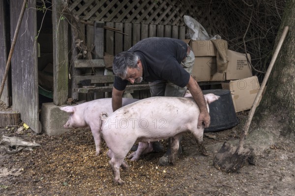 Farmer caressing his two domestic pigs (Sus scrofa domesticus) on his farm, Middle Franconia, Bavaria, Germany