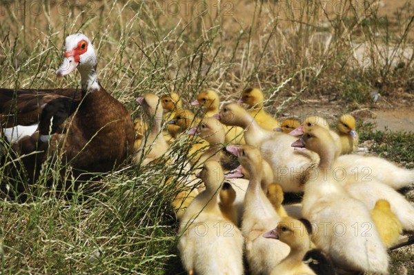 Muscovy duck (Cairina moschata) with its young in the grass on a farm, Eckental, Middle Franconia, Bavaria, Germany