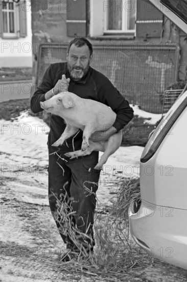 Farmer has a piglet (Sus scrofa domesticus) on his arm, black and white, Tauchersreuth, Middle Franconia, Bavaria, Germany