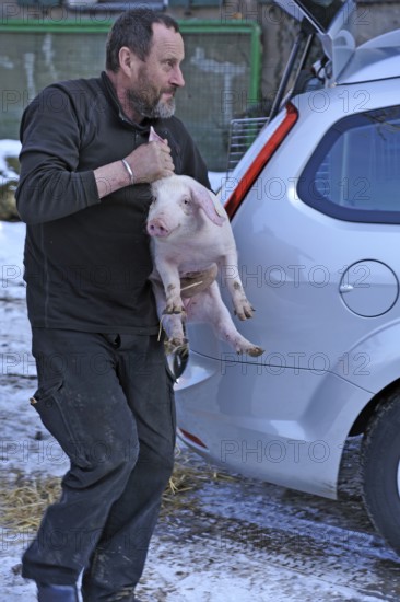 Farmer holding a piglet (Sus scrofa domesticus) in his arms, Tauchersreuth, Middle Franconia, Bavaria, Germany
