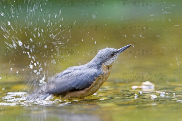 Nuthatch (Sitta europaea) bathing in the river and creating splashing water, vivid scene in natural colours, Solms, Hesse, Germany