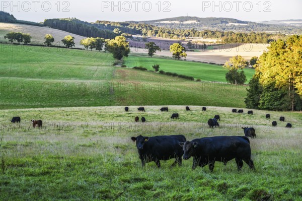 Bulls and Cows on Scottish Borders Farms, Scotland, UK