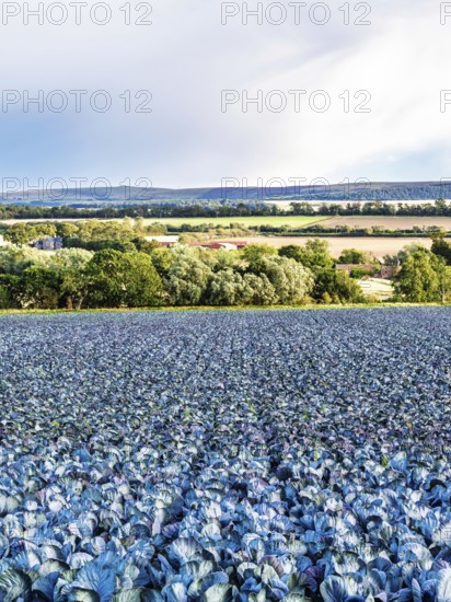 Red Cabbage on Scottish fields, Southeast Scotland, UK