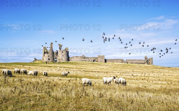 Sheeps around Ruins of Dunstanburgh Castle, Northumberland Coast, England, UK