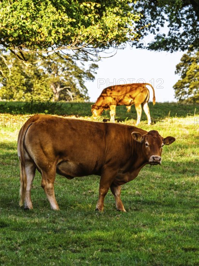 Bulls and Cows on Scottish Borders Farms, Scotland, UK