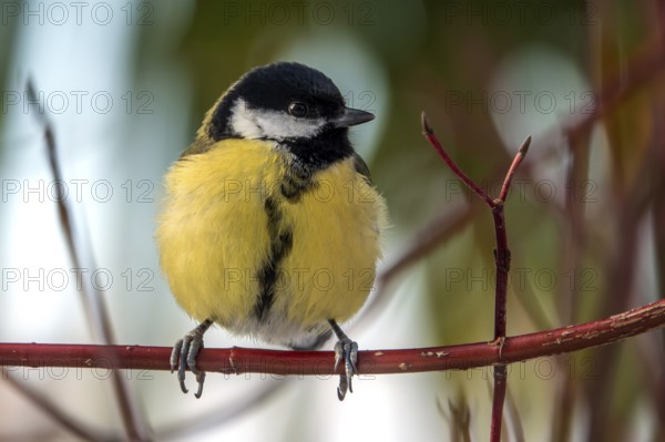 Great tit (Parus major), sitting on a branch, Baden-Württemberg, Germany