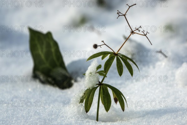 Woodruff plant (Galium odoratum) rising from the snow, Baden-Württemberg, Germany