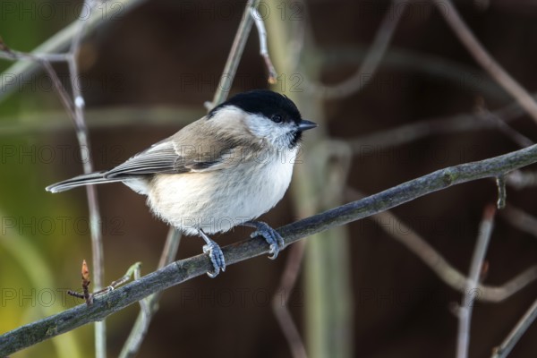 Fir tit (Periparus ater), sitting on a branch, Baden-Württemberg, Germany