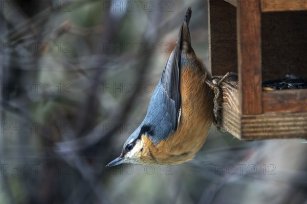 Nuthatch (Sitta europaea) sitting with head down on a bird feeder, Baden-Württemberg, Germany