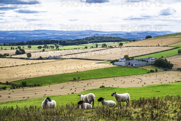 Sheeps, Scotish fields and farms, Southeast Scotland, UK