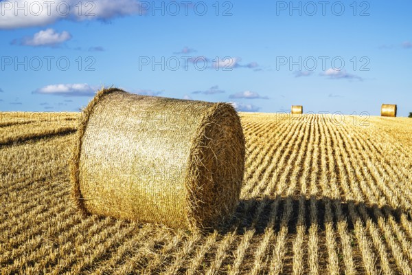 Straw bales in the Scottish fields, Southeast Scotland, UK