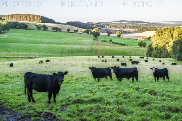 Bulls and Cows on Scottish Borders Farms, Scotland, UK
